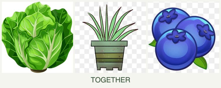 Can you plant lettuce, lemongrass and blueberries together?