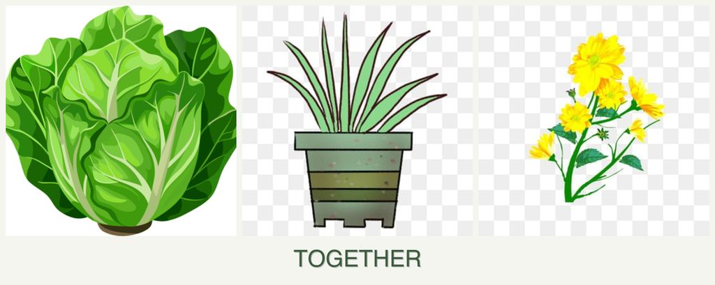 Can you plant lettuce, lemongrass and calendula together?