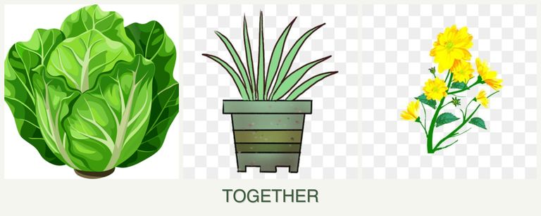 Can you plant lettuce, lemongrass and calendula together?