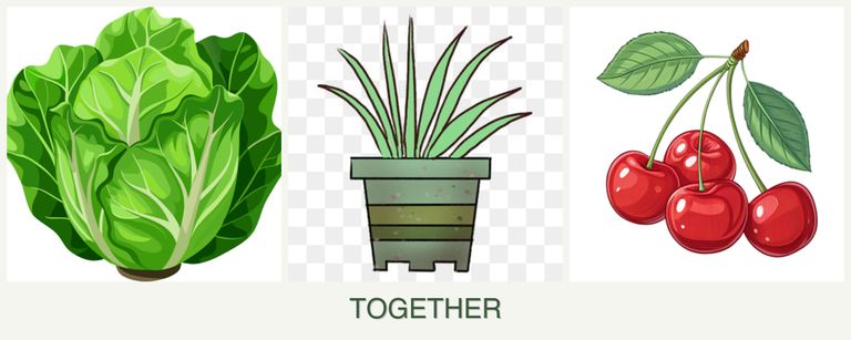 Can you plant lettuce, lemongrass and cherries together?