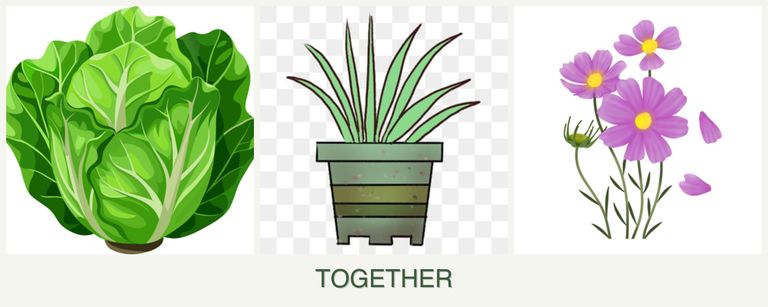 Can you plant lettuce, lemongrass and cosmos together?