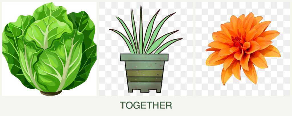 Can you plant lettuce, lemongrass and dahlias together?
