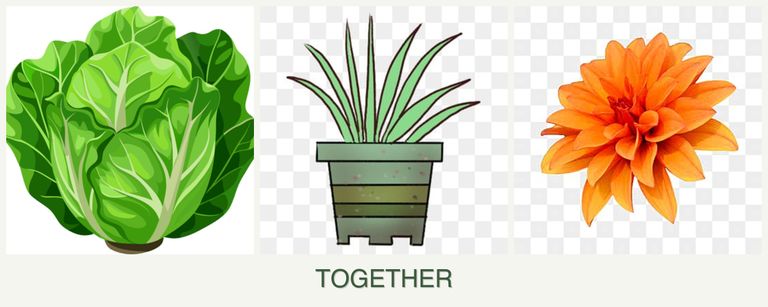 Can you plant lettuce, lemongrass and dahlias together?
