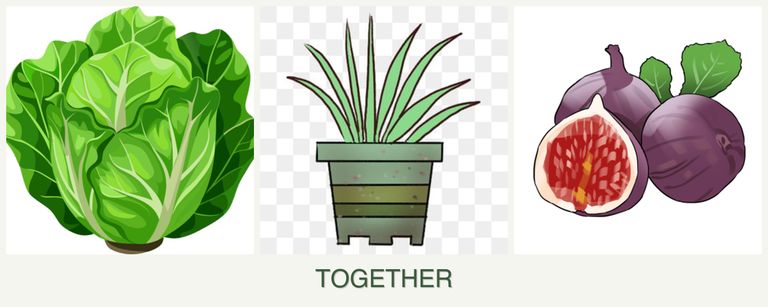 Can you plant lettuce, lemongrass and figs together?
