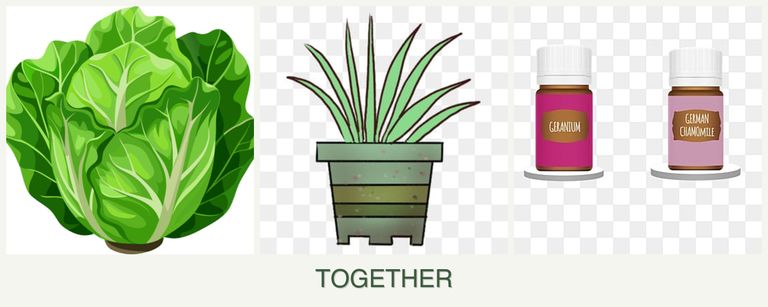 Can you plant lettuce, lemongrass and geraniums together?