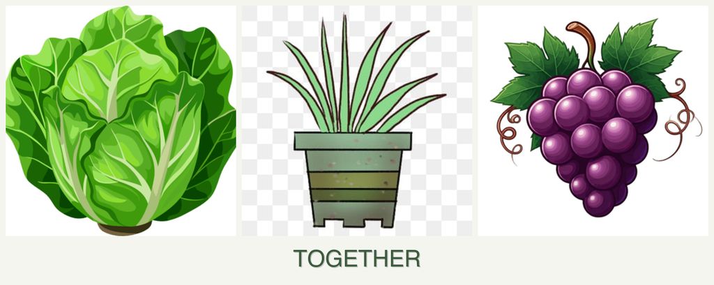 Can you plant lettuce, lemongrass and grapes together?