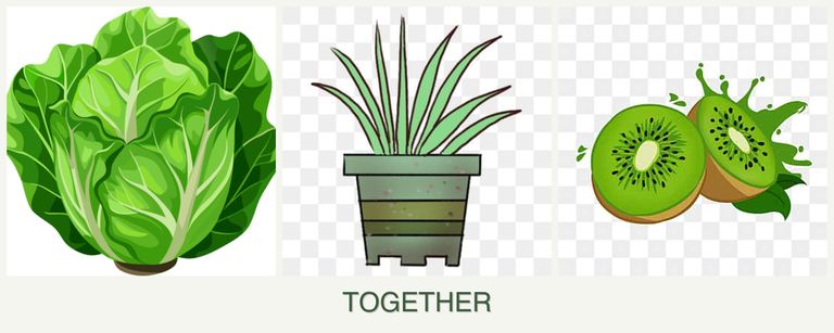 Can you plant lettuce, lemongrass and kiwi together?