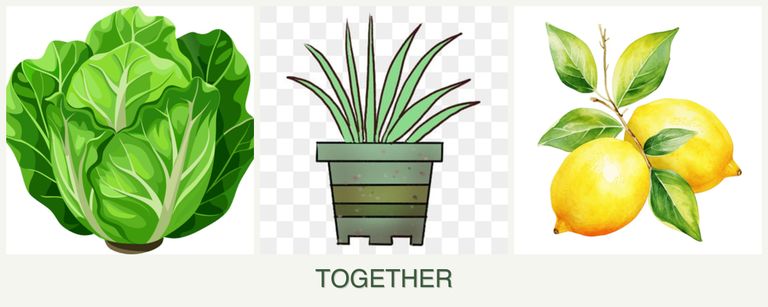 Can you plant lettuce, lemongrass and lemons together?
