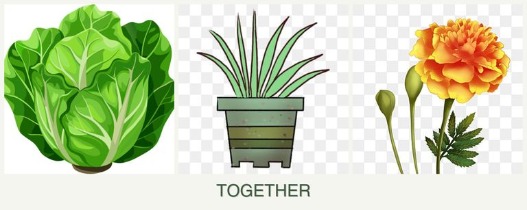 Can you plant lettuce, lemongrass and marigolds together?