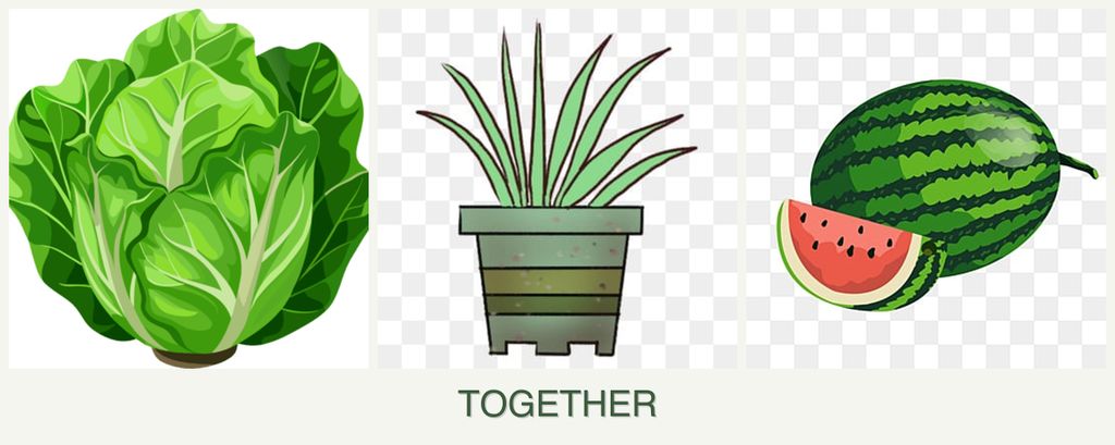 Can you plant lettuce, lemongrass and melons together?