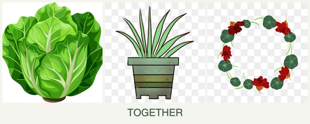 Can you plant lettuce, lemongrass and nasturtiums together?
