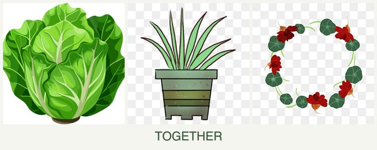 Can you plant lettuce, lemongrass and nasturtiums together?