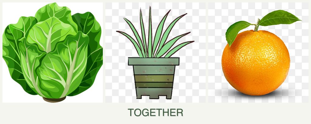 Can you plant lettuce, lemongrass and oranges together?