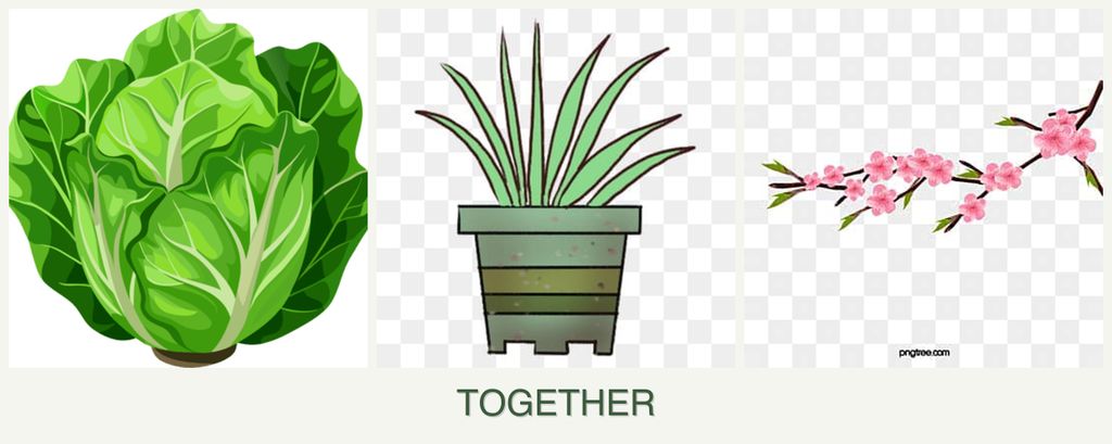 Can you plant lettuce, lemongrass and peaches together?