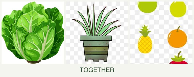 Can you plant lettuce, lemongrass and pears together?