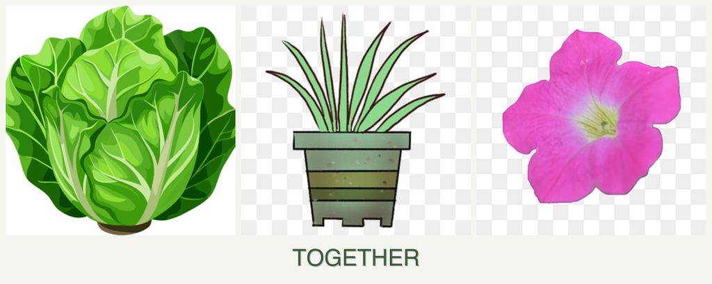Can you plant lettuce, lemongrass and petunias together?
