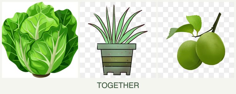 Can you plant lettuce, lemongrass and plums together?