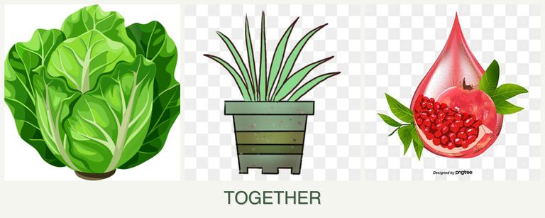 Can you plant lettuce, lemongrass and pomegranates together?