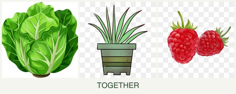 Can you plant lettuce, lemongrass and raspberries together?