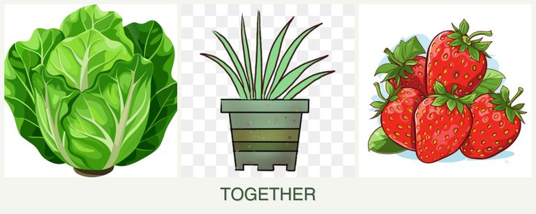 Can you plant lettuce, lemongrass and strawberries together?