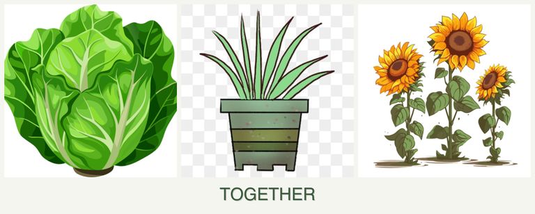 Can you plant lettuce, lemongrass and sunflowers together?
