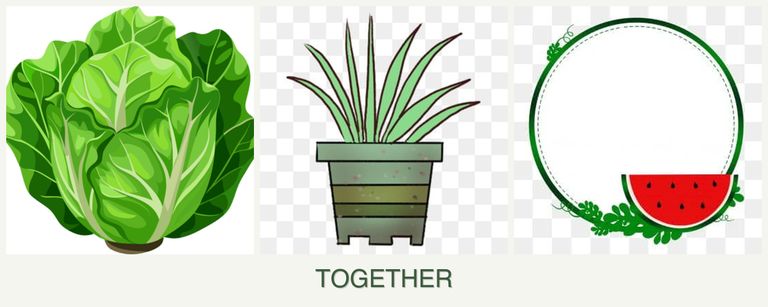 Can you plant lettuce, lemongrass and watermelons together?
