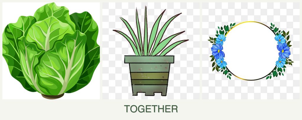 Can you plant lettuce, lemongrass and zinnias together?
