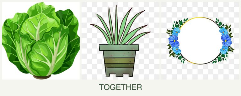 Can you plant lettuce, lemongrass and zinnias together?