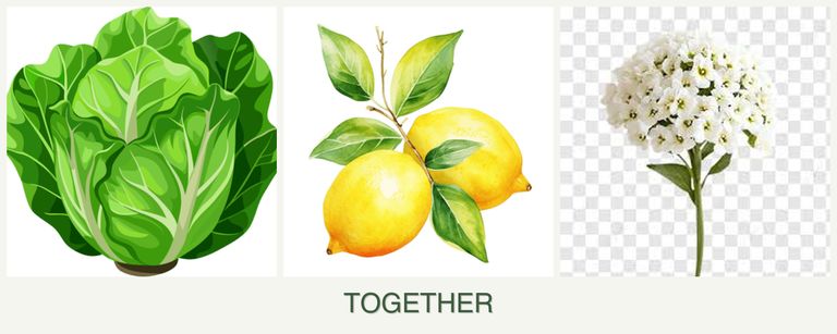 Can you plant lettuce, lemons and alyssum together?