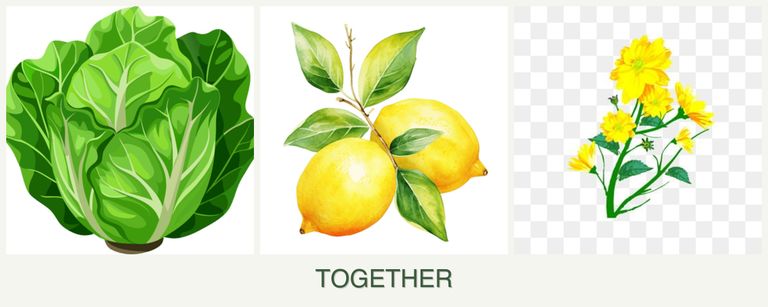 Can you plant lettuce, lemons and calendula together?