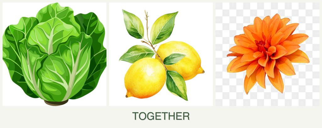 Can you plant lettuce, lemons and dahlias together?