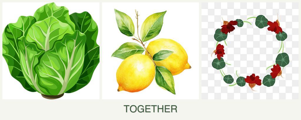 Can you plant lettuce, lemons and nasturtiums together?