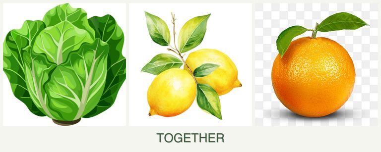 Can you plant lettuce, lemons and oranges together?