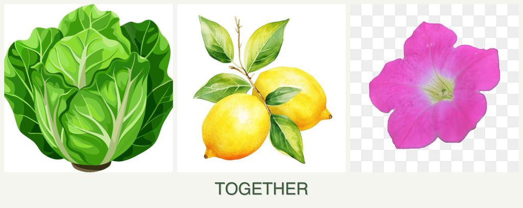 Can you plant lettuce, lemons and petunias together?