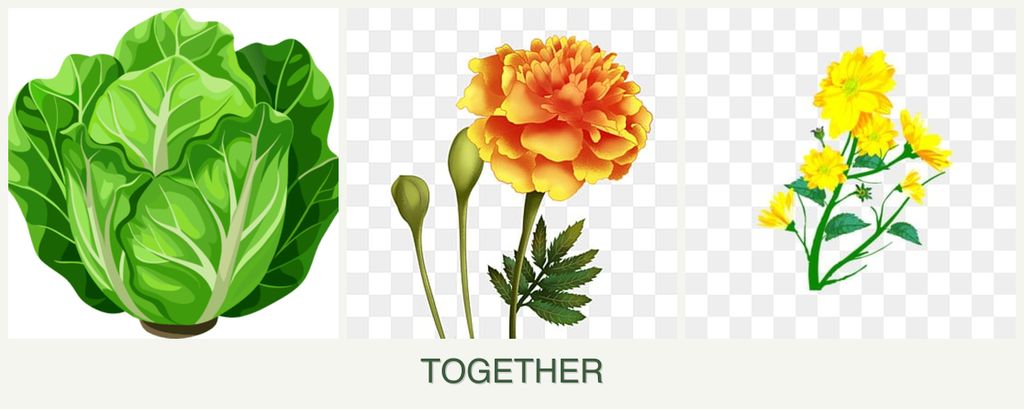 Can you plant lettuce, marigolds and calendula together?