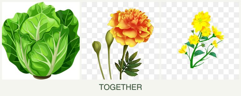 Can you plant lettuce, marigolds and calendula together?