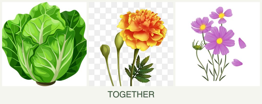 Can you plant lettuce, marigolds and cosmos together?