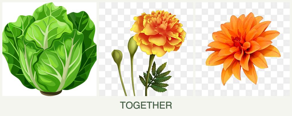 Can you plant lettuce, marigolds and dahlias together?