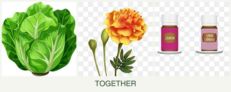 Can you plant lettuce, marigolds and geraniums together?