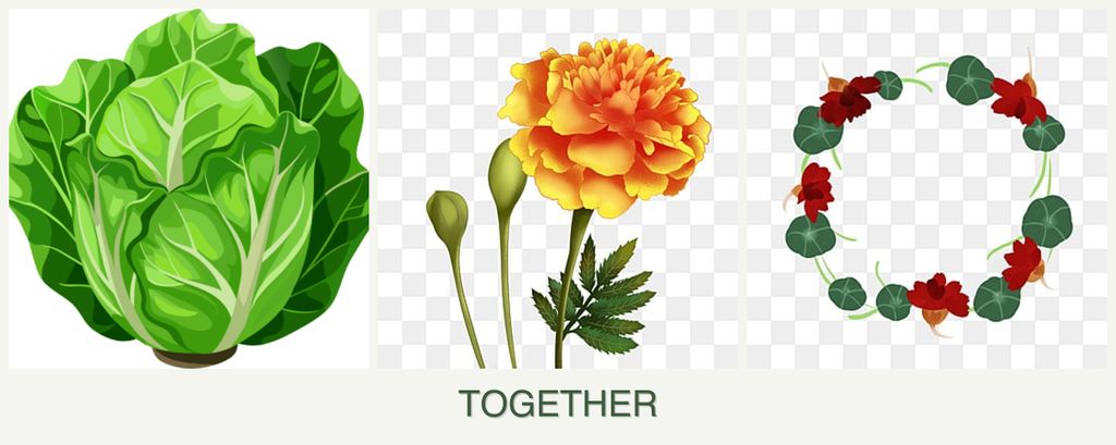 Can you plant lettuce, marigolds and nasturtiums together?