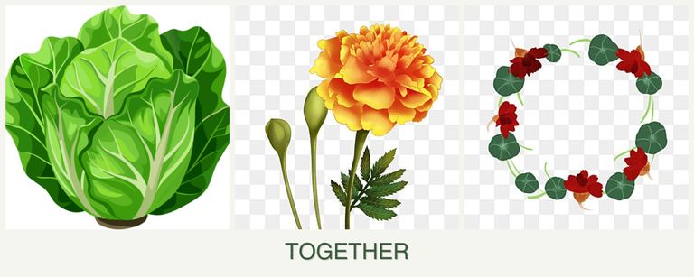 Can you plant lettuce, marigolds and nasturtiums together?