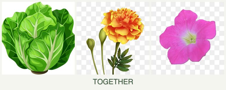 Can you plant lettuce, marigolds and petunias together?
