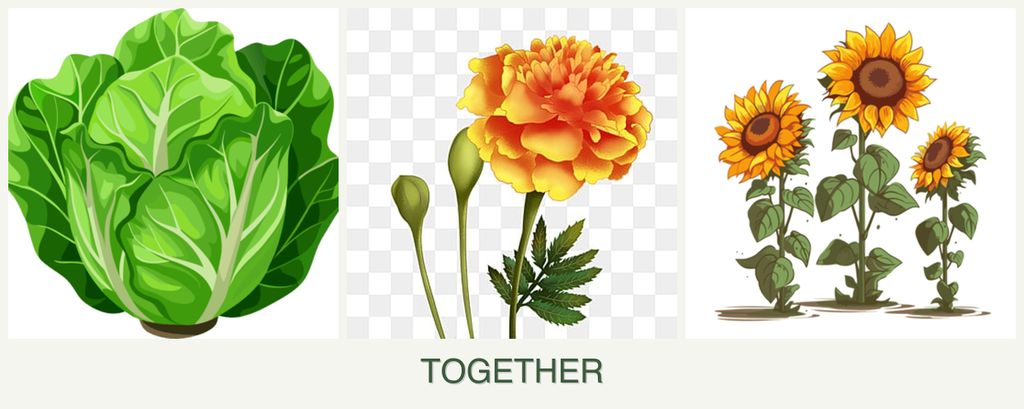 Can you plant lettuce, marigolds and sunflowers together?