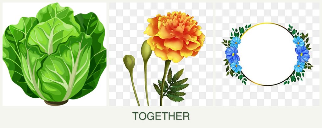 Can you plant lettuce, marigolds and zinnias together?