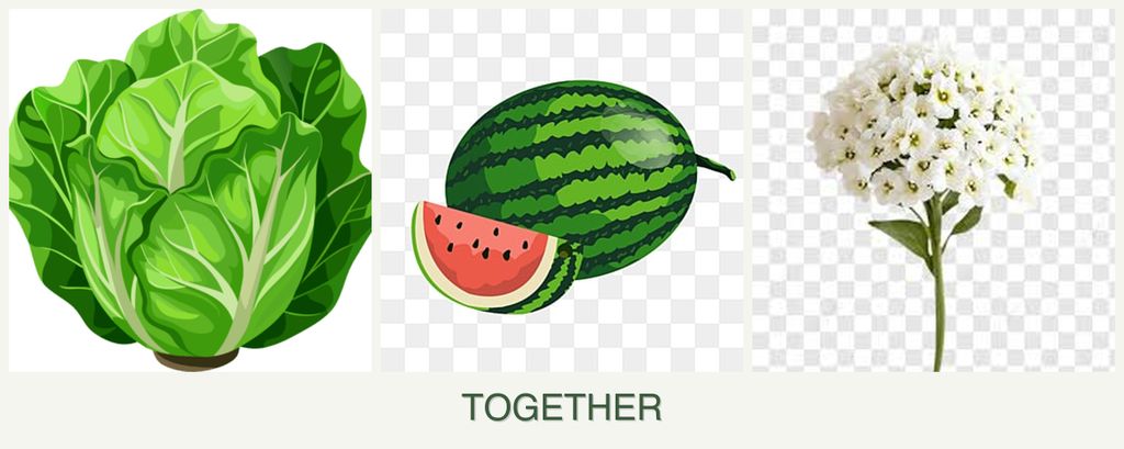 Can you plant lettuce, melons and alyssum together?