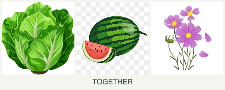 Can you plant lettuce, melons and cosmos together?