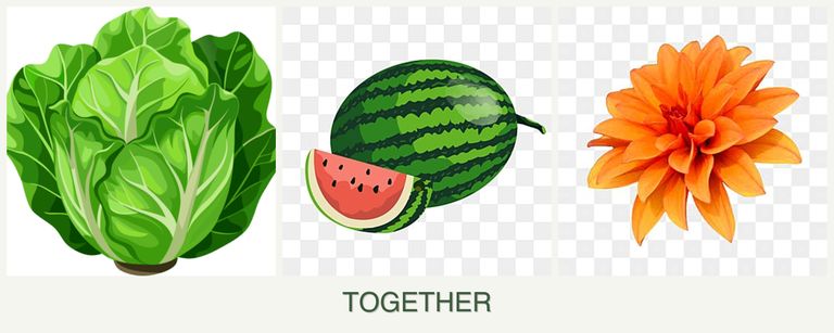 Can you plant lettuce, melons and dahlias together?