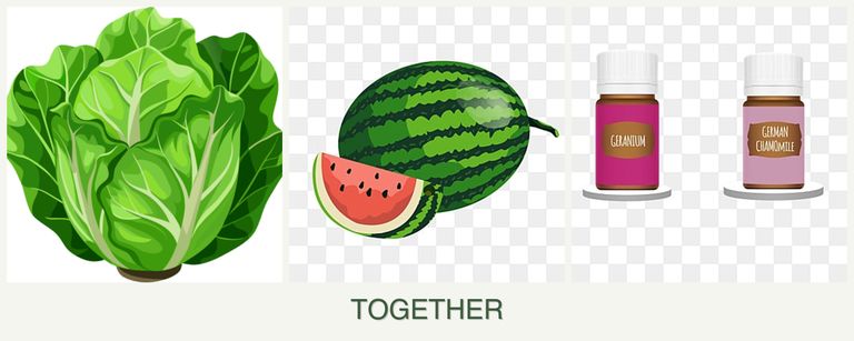 Can you plant lettuce, melons and geraniums together?