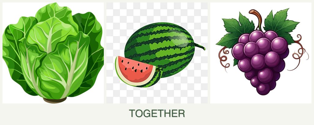 Can you plant lettuce, melons and grapes together?
