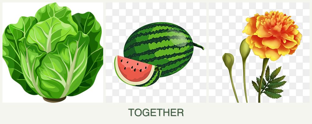 Can you plant lettuce, melons and marigolds together?